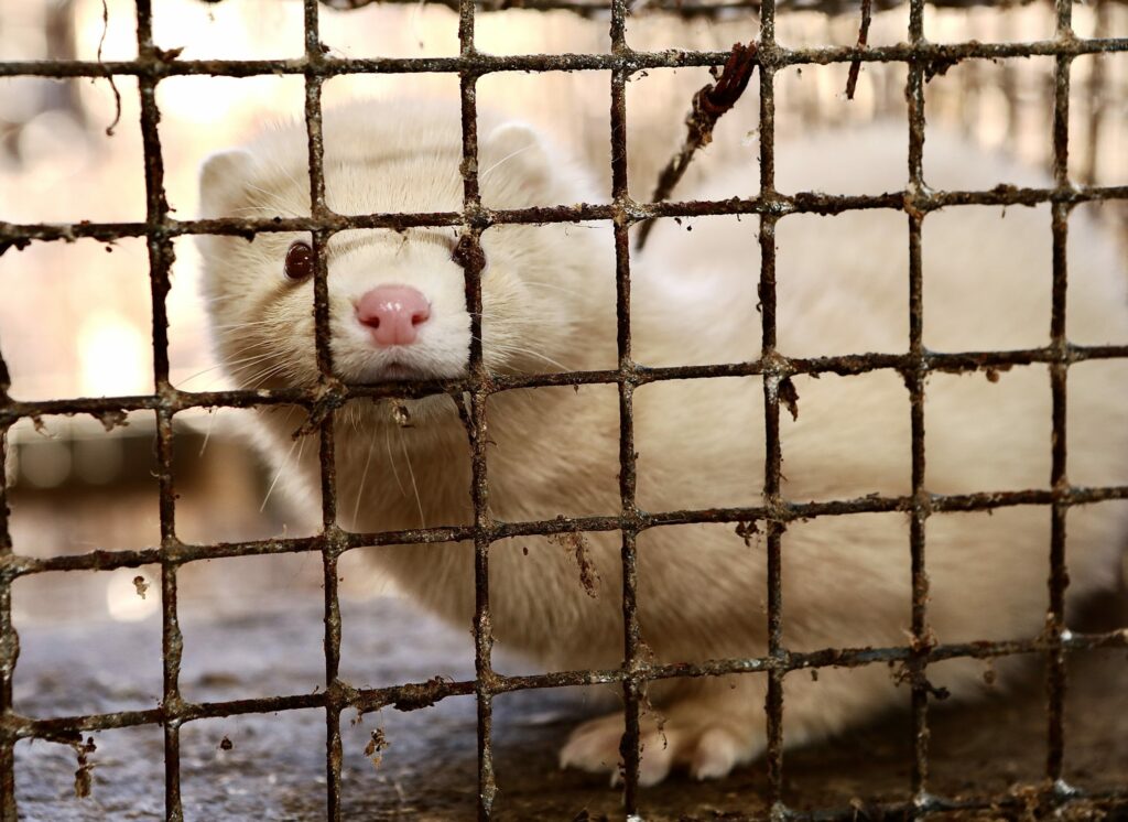 Landmark Victory In Romania After Fur Farming Ban Is Approved By Parliament - World Animal News