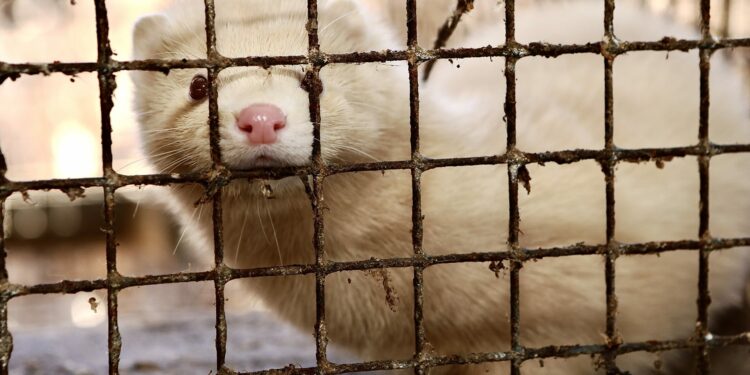 Landmark Victory In Romania After Fur Farming Ban Is Approved By Parliament - World Animal News