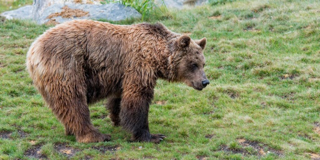 Liechtenstein Prince Is Accused of Poaching One of Europe's Largest Brown Bears