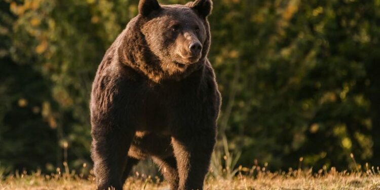 Liechtenstein prince accused of killing one of Europe’s biggest bears