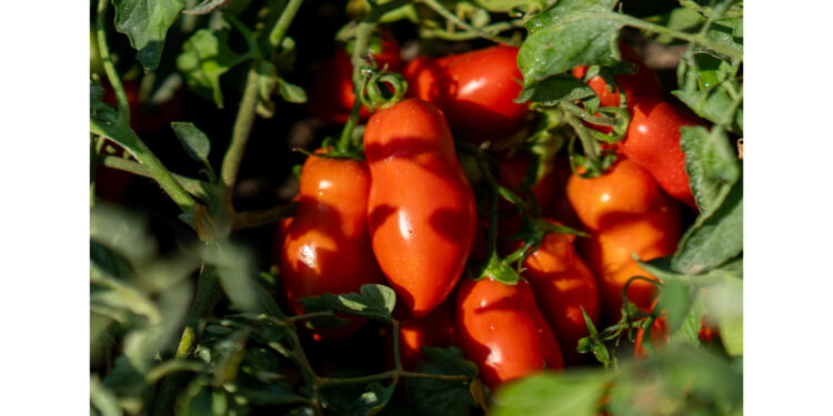 Made in Italy processed tomatoes make an impact on the European market with the "Red Gold From Europe" international programme promoted by ANICAV