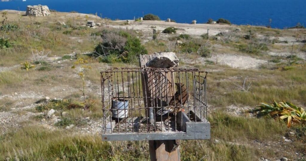 Malta's finch trapping for 'research' is illegal, EU Court of Justice rules