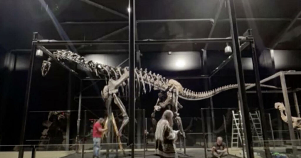 Massive dinosaur skeleton from Wyoming on display in Denmark – after briefly being lost in transit