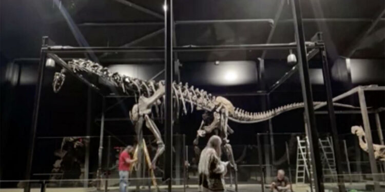 Massive dinosaur skeleton from Wyoming on display in Denmark – after briefly being lost in transit