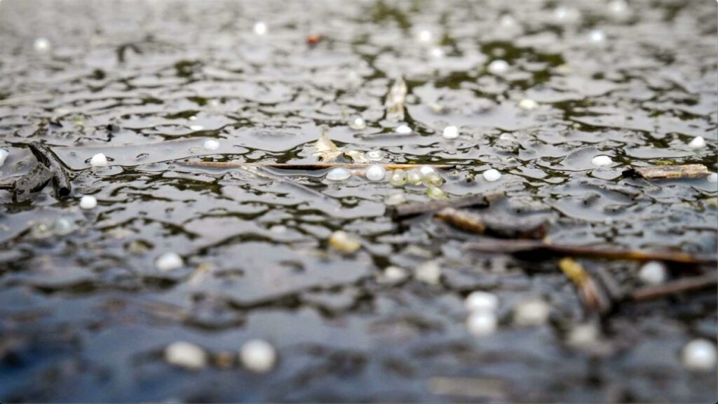 Microplastic Pollution in Belgian Community Shows Need for EU Rules