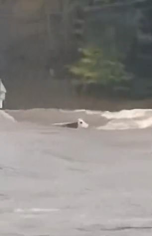 A cow in southern France was swept away in a ferocious torrent of flood water after heavy rainfall forced placed several areas on red alert