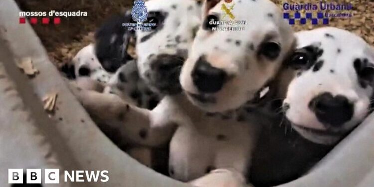 More than 400 animals rescued from illegal trading network