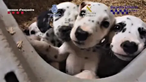 Spanish police Rescued Dalmatians