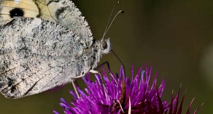 N. Macedonia: Europe's most endangered butterfly sold online