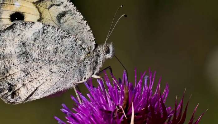 N. Macedonia: Europe's most endangered butterfly sold online