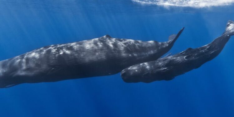 NGOs say EU Commission must act on Greece oil activity in whale habitat