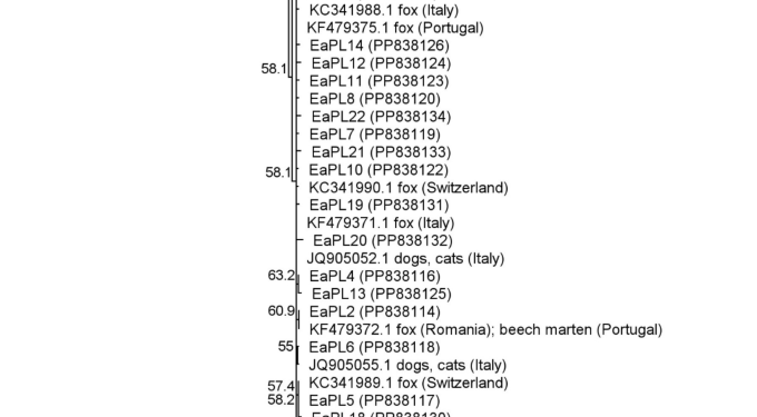 Prevalence and genetic diversity of the lung nematode Eucoleus aerophilus in red foxes (Vulpes vulpes) in Central Europe (Poland) assessed by PCR and flotation