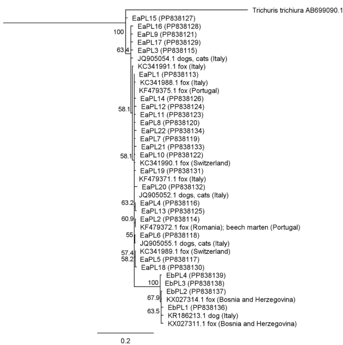 Prevalence and genetic diversity of the lung nematode Eucoleus aerophilus in red foxes (Vulpes vulpes) in Central Europe (Poland) assessed by PCR and flotation