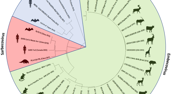 Prevalence of coronaviruses in European bison (Bison bonasus) in Poland