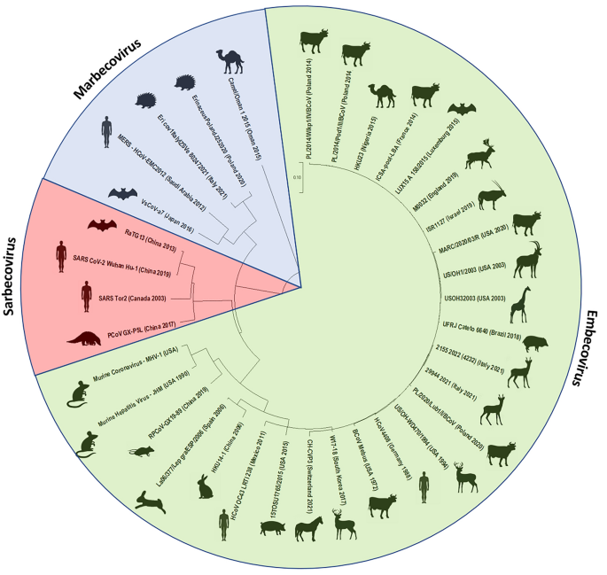 Prevalence of coronaviruses in European bison (Bison bonasus) in Poland