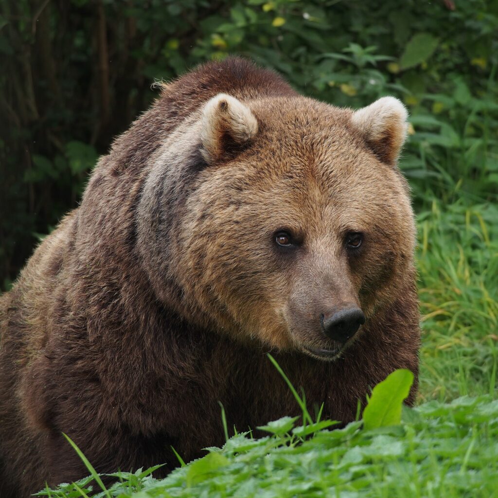 Prince Emanuel of Liechtenstein under investigation over shooting Romania's largest bear