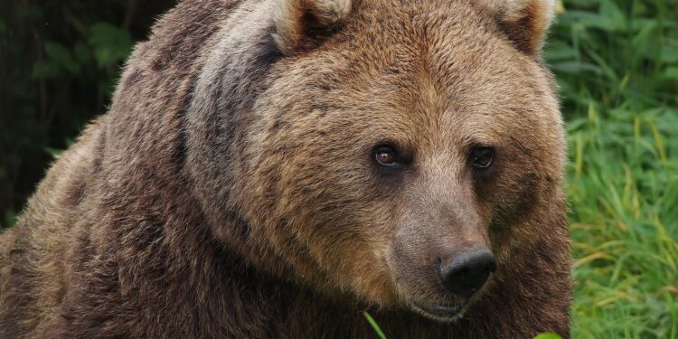 Prince Emanuel of Liechtenstein under investigation over shooting Romania's largest bear