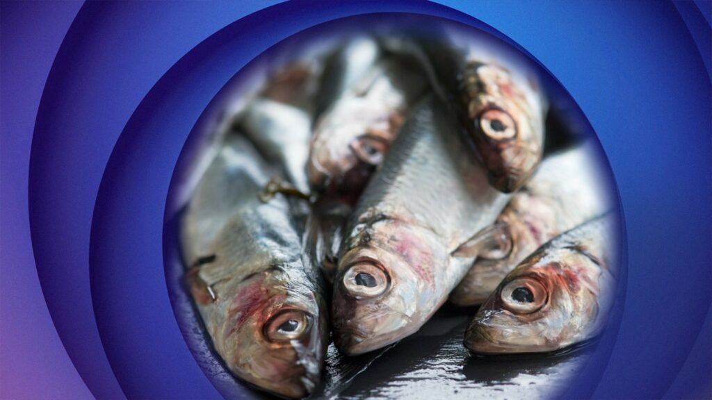 Radio Sweden Weekly: EU 'playing Russian roulette' with Baltic Sea herring? 25 oktober 2024 - Radio Sweden