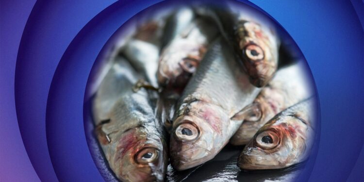 Radio Sweden Weekly: EU 'playing Russian roulette' with Baltic Sea herring? 25 oktober 2024 - Radio Sweden