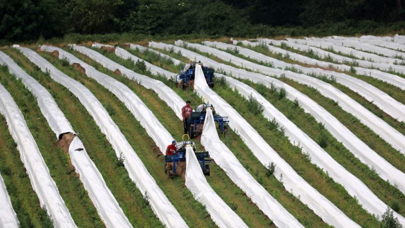 Romania-processed products set to benefit from a mark-up cap – Euractiv