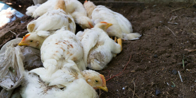 Romania reports avian influenza in backyard poultry