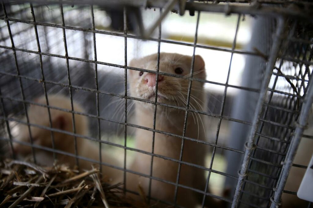 Romanian MPs vote to ban chinchilla and mink fur farming