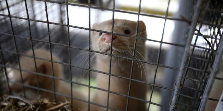 Romanian MPs vote to ban chinchilla and mink fur farming