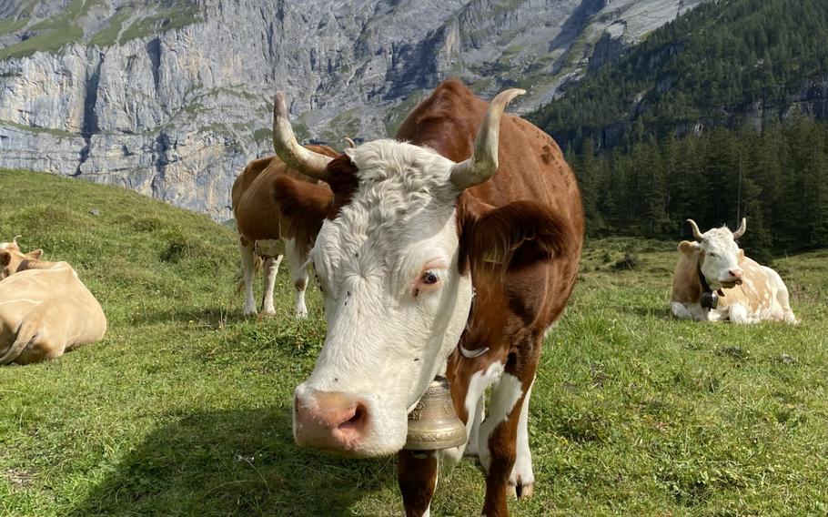 Cow with cowbell at the Oeschinensee, Switzerland