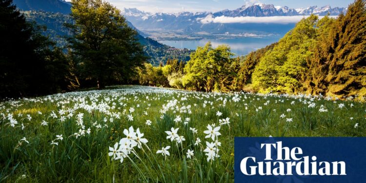 Swiss voters reject biodiversity proposal in blow to conservation campaigners | Switzerland