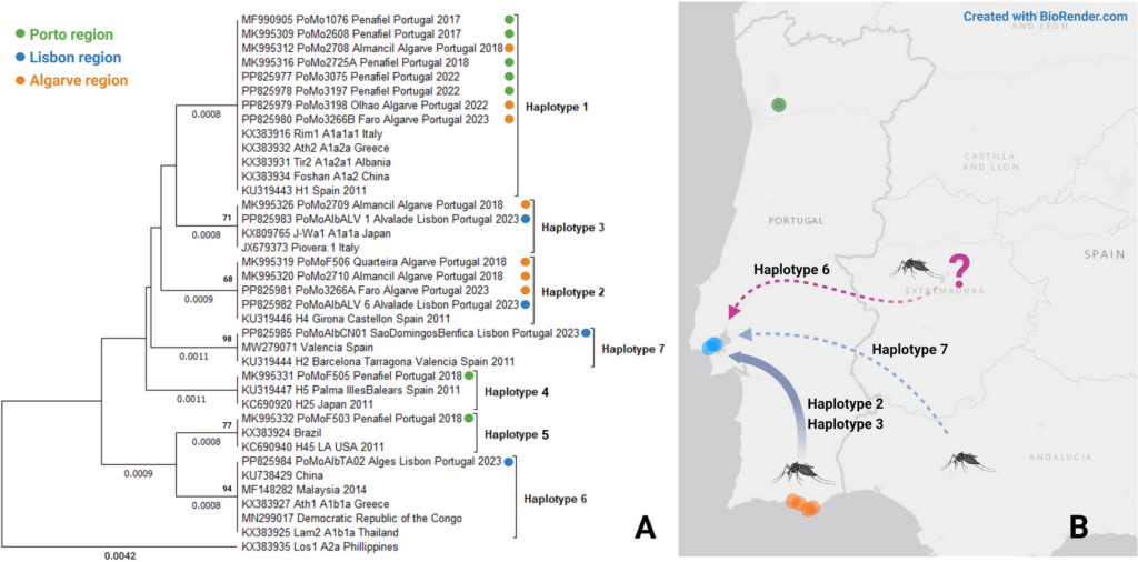 The spread of the invasive mosquito Aedes albopictus (Diptera: Culicidae) in Portugal: a first genetic analysis | Parasites & Vectors