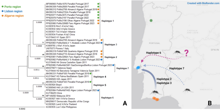 The spread of the invasive mosquito Aedes albopictus (Diptera: Culicidae) in Portugal: a first genetic analysis | Parasites & Vectors