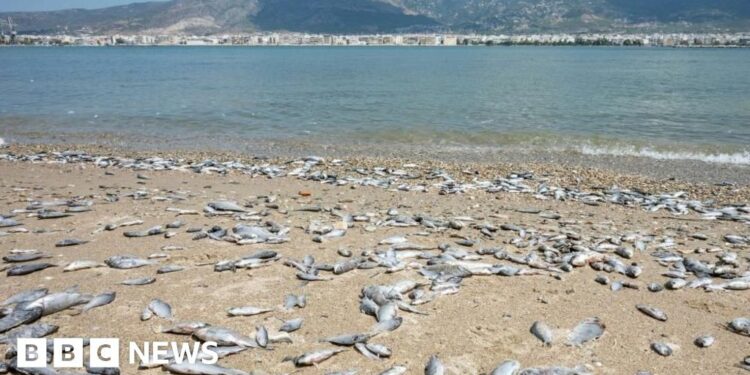 Thousands of floating dead fish blanket Greek port