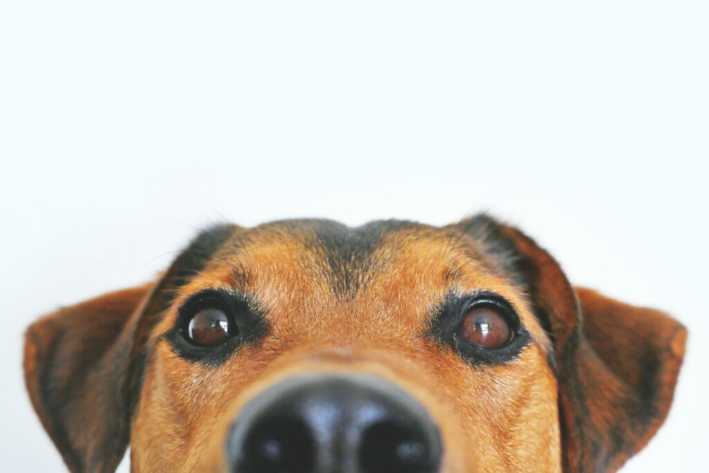 Travelling with your pets in Europe