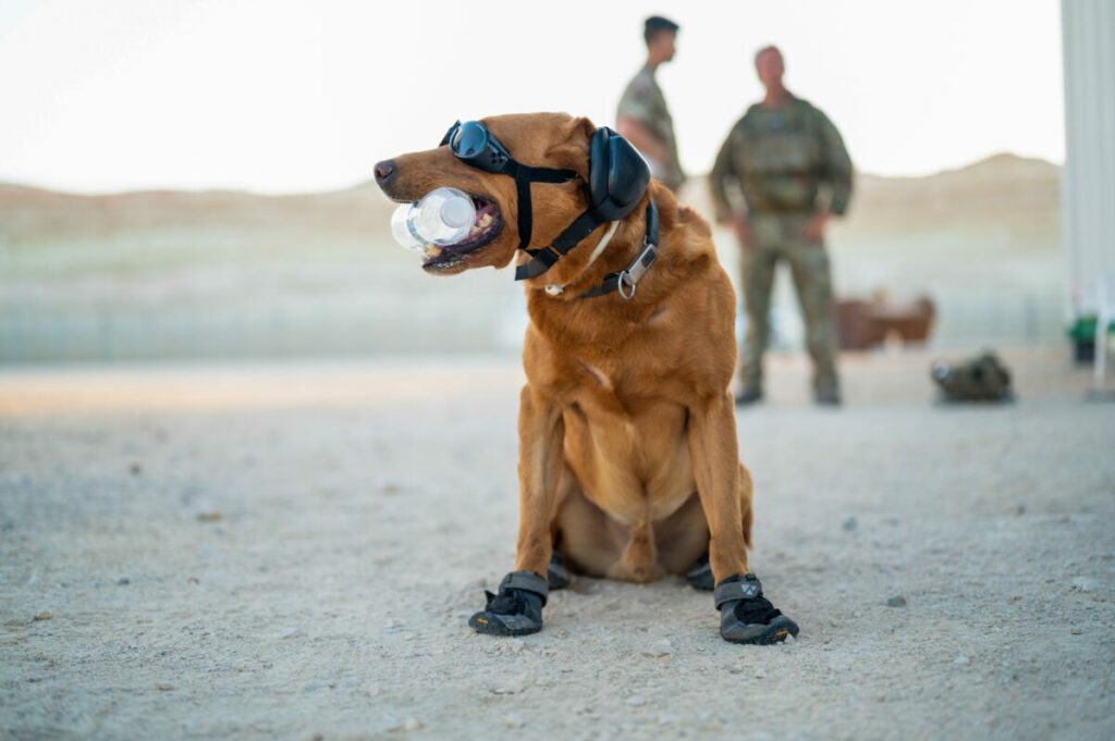 UK Invests £3.1M in Canine Military Gear and Training Upgrade