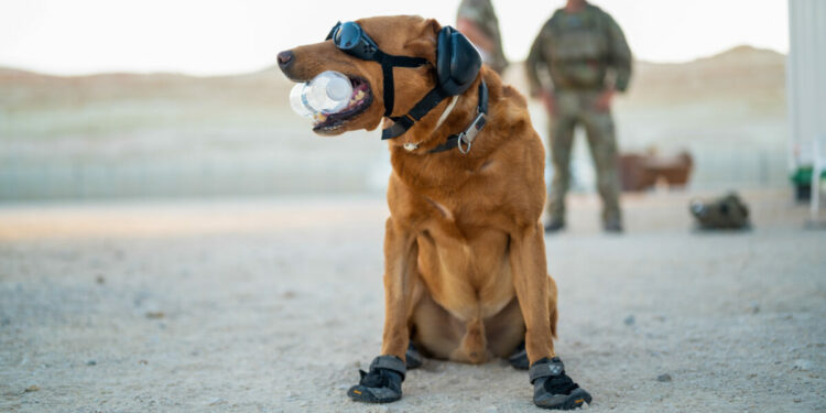 UK Invests £3.1M in Canine Military Gear and Training Upgrade