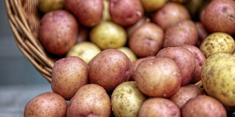 Unprecedented weather conditions disrupt potato planting in Ireland and across Europe, market gap looms – Potato News Today