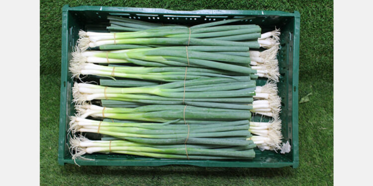 "Why flood the market with Egyptian spring onions when there are plenty available from Germany?"