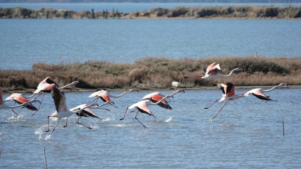 Why is Trump’s son-in-law allowed to build in Europe’s first wild river national park delta?