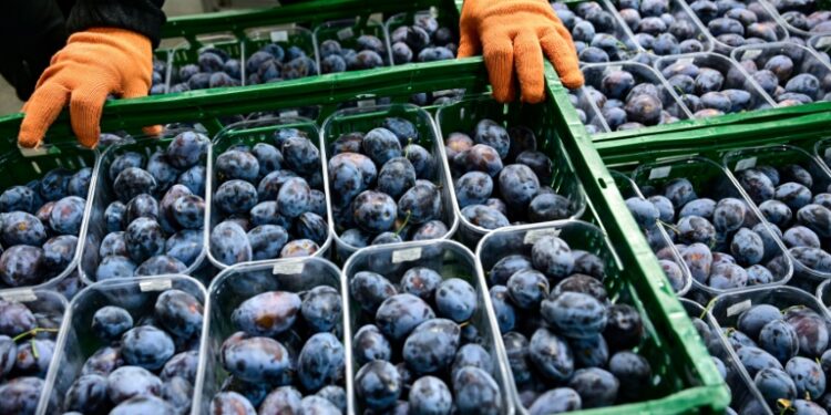 With record production, Moldova plum farmers hail EU integration