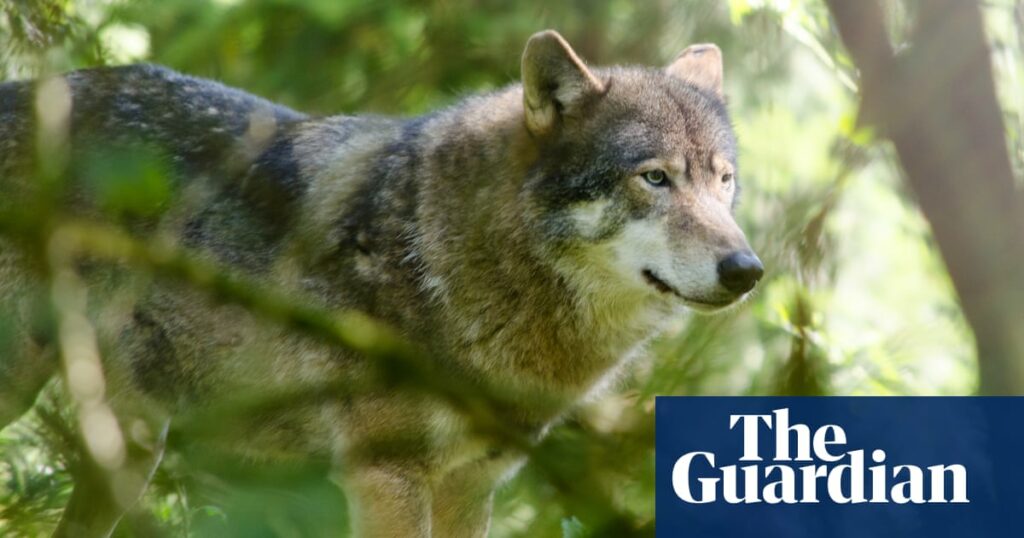 Wolf sparks warning to keep children out of forest in Netherlands | Netherlands