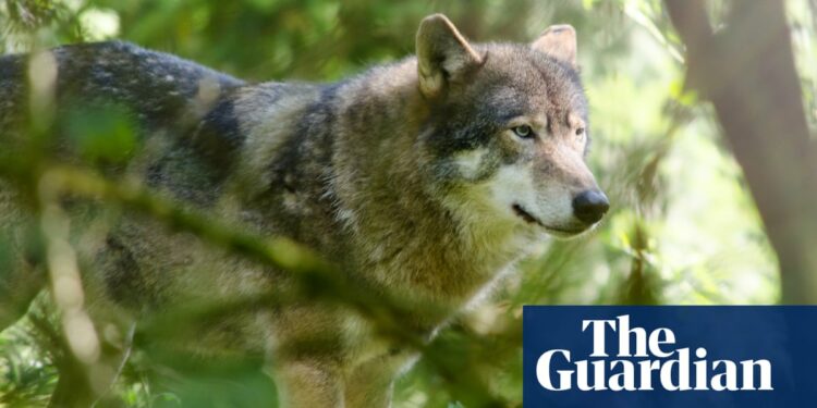 Wolf sparks warning to keep children out of forest in Netherlands | Netherlands