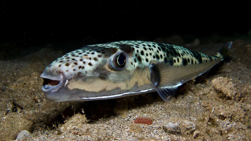 Silver-striped pufferfish (Lagocephalus sceleratus) also known as the hare's head pufferfish on the Adriatic in Croatia