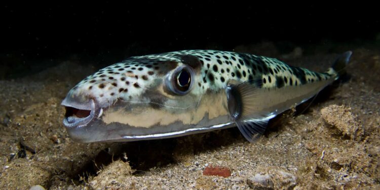 Silver-striped pufferfish (Lagocephalus sceleratus) also known as the hare's head pufferfish on the Adriatic in Croatia