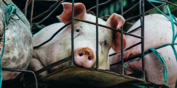 will Denmark’s State Aid scheme to improve pig welfare inspire other Member States? – Euractiv