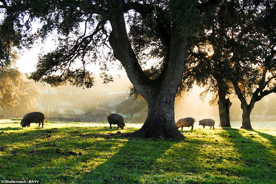 12. EXTREMADURA, SPAIN: Extremadura, on the Portuguese border, is home to wandering Iberian pigs, three biosphere nature reserves and a Unesco-recognised geo-park, notes Time Out