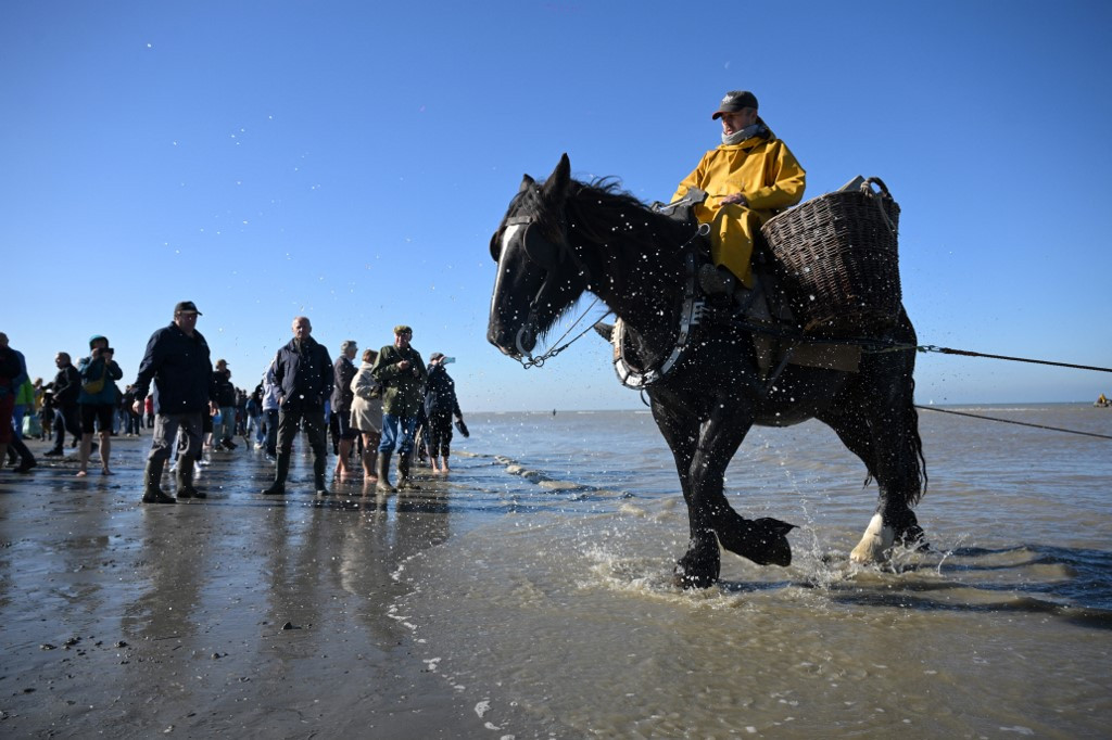 On Belgian coast, fishing on horseback—and saving a tradition – Europe