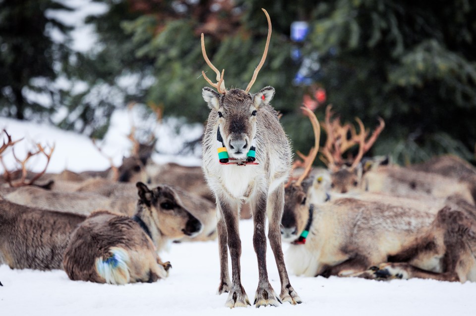 Get up close and personal with nature at Palosaari Reindeer and Fishing Farm
