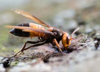 A giant hornet from Asia has appeared in Europe for the first time