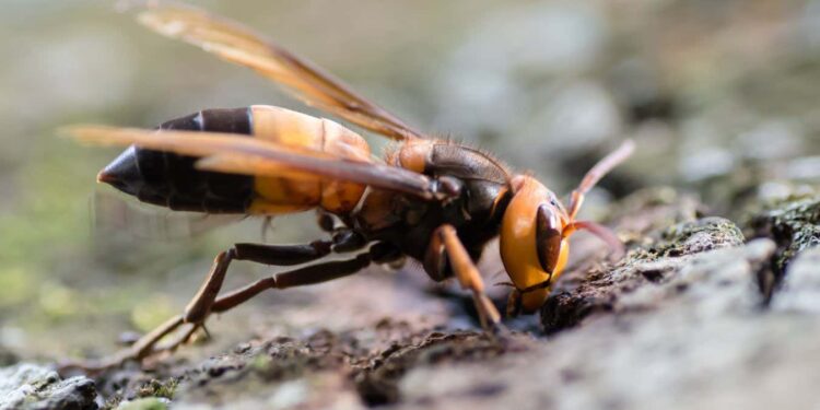 A giant hornet from Asia has appeared in Europe for the first time