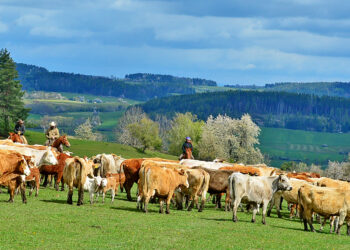 Czech Republic | Fifty Years To Pay For A Farm